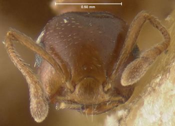 Media type: image; Entomology 20832   Aspect: head frontal view